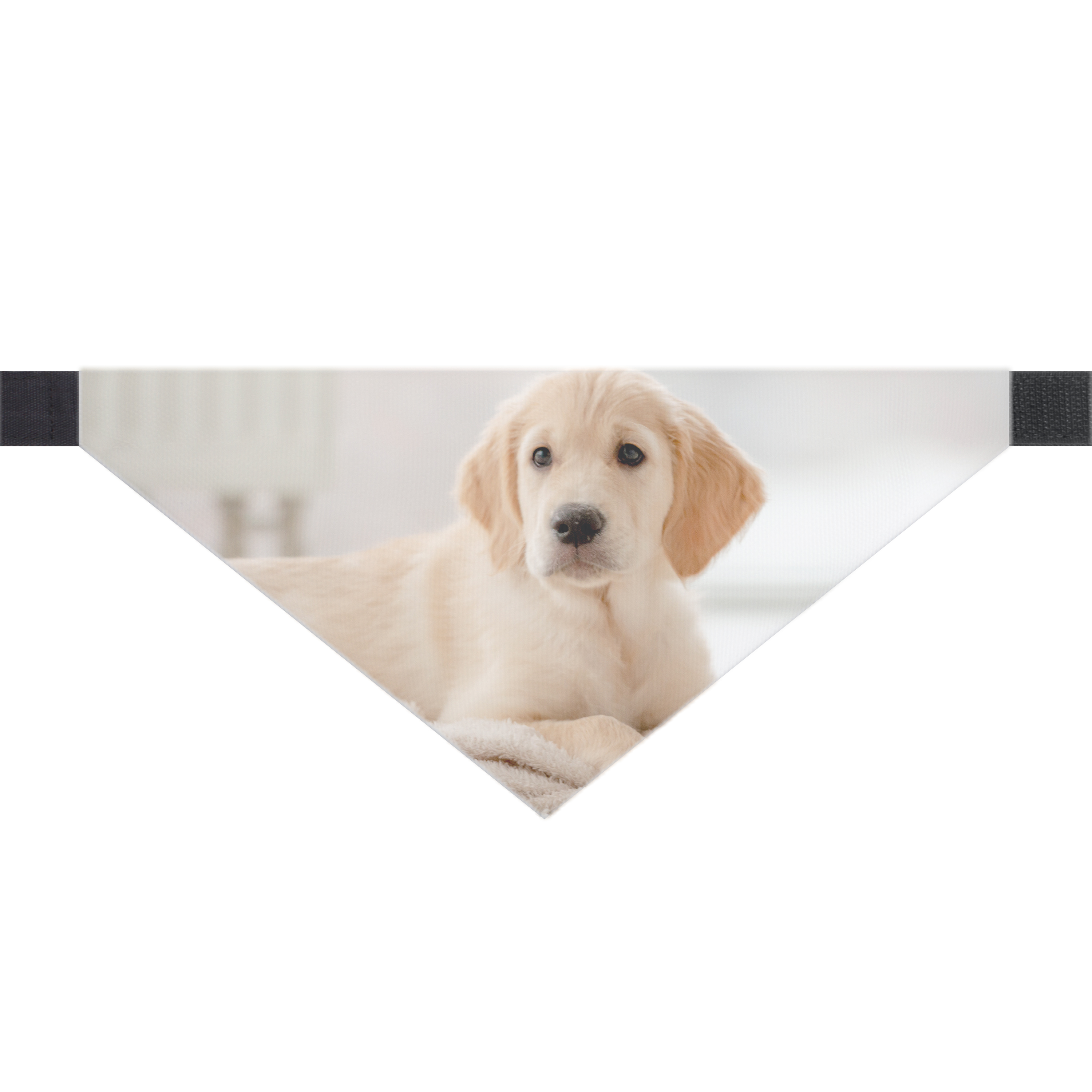 Hundehalstuch